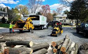 Best Tree Cabling and Bracing  in Olney, MD