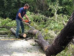 Best Hedge Trimming  in Olney, MD