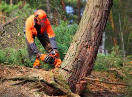 Trusted Olney, MD Tree Removal Experts