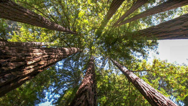 Best Emergency Tree Removal  in Olney, MD