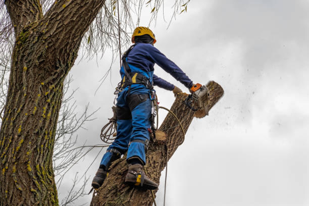 Best Tree Mulching  in Olney, MD