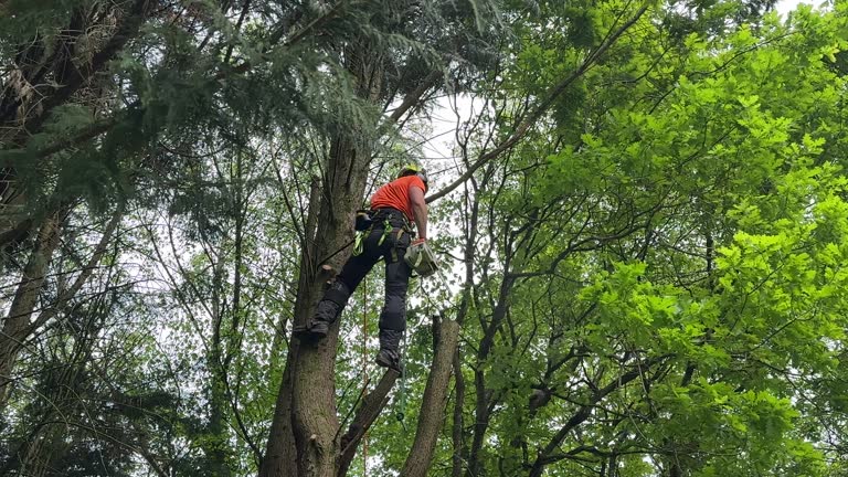Best Storm Damage Tree Cleanup  in Olney, MD