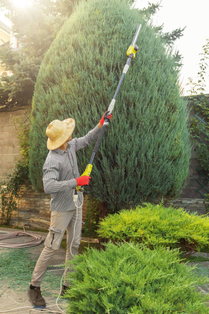 Tree and Shrub Care in Olney, MD