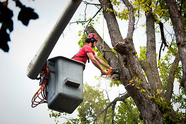 Best Firewood Processing and Delivery  in Olney, MD