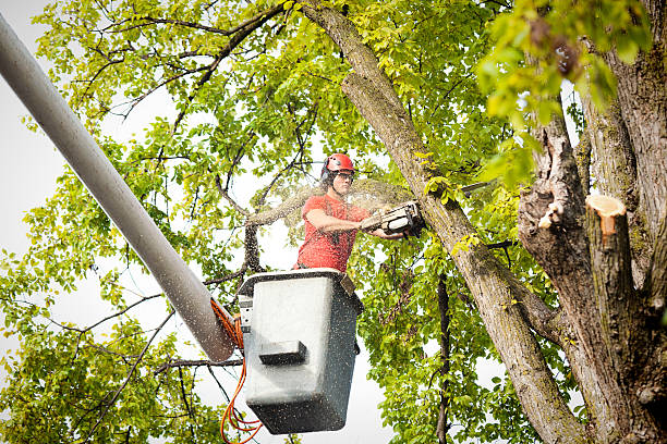 Best Commercial Tree Services  in Olney, MD