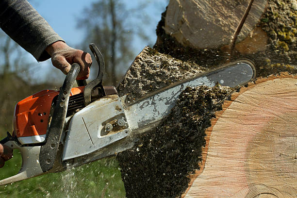 Best Arborist Consultation Services  in Olney, MD